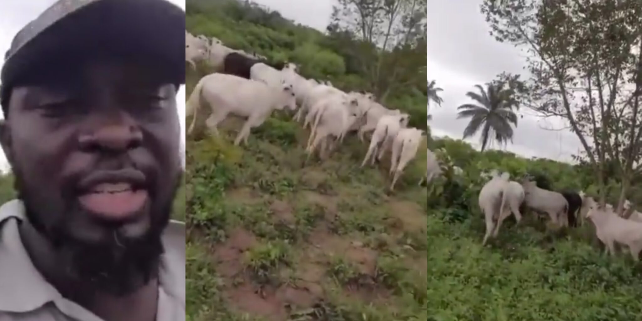 Ogun Farmer Laments Widespread Crop Destruction by Fulani Herdsmen