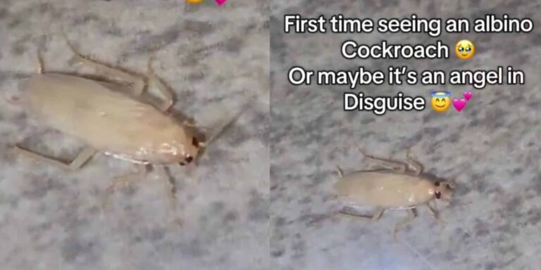 Mysterious White Cockroach: Lady Mistakenly Calls It an 'Angel'
