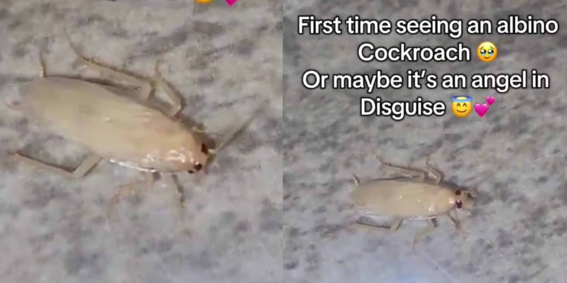 Lady reacts after seeing albino cockroach for the first time