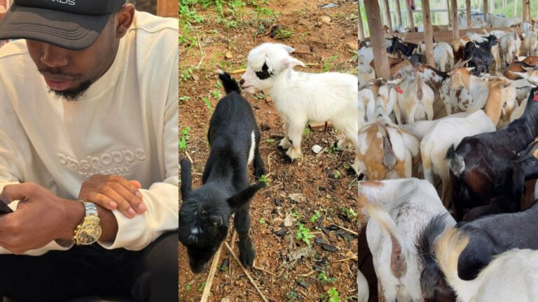 From Breakup to Goat Farm: How a Rejected Love Led to Livestock Success