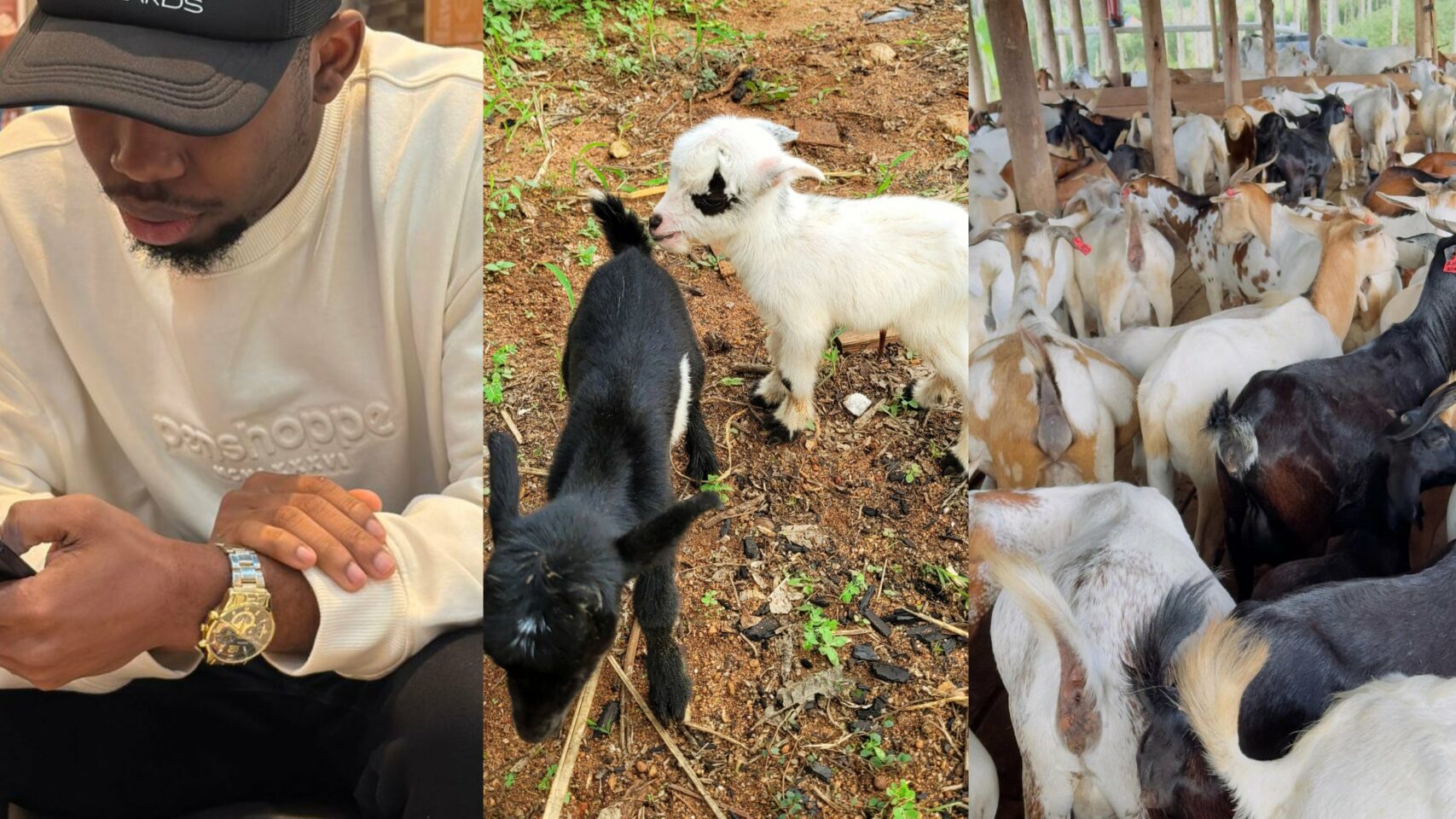 From Breakup to Goat Farm: How a Rejected Love Led to Livestock Success