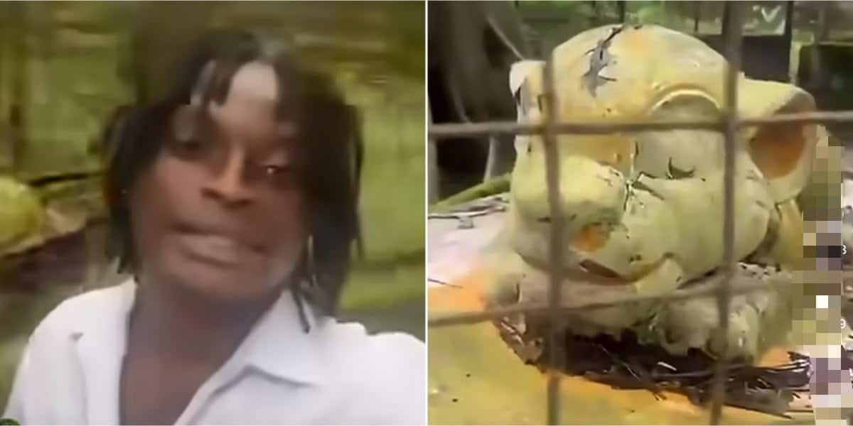 Visitor Shocked to Discover Fake Lion Statue at Port Harcourt Zoo